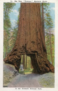 Big Tree Wawona, Mariposa Grove, in the Yosemite National Park               